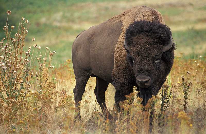 american bison